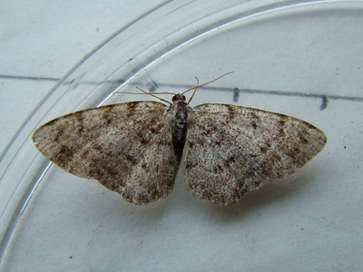 Grey Birch